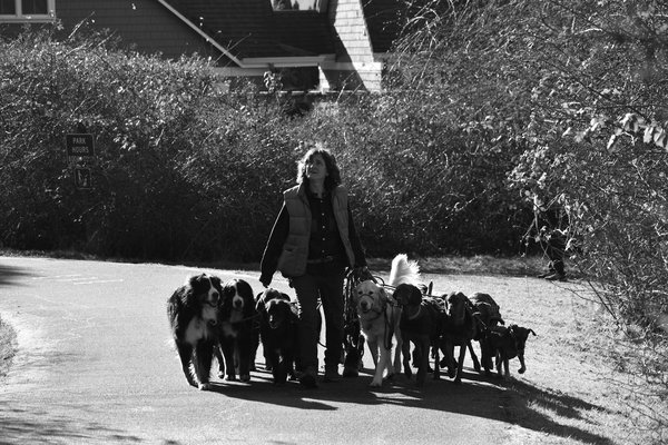 Pourquoi certaines espèces de poissons développent-elles des couleurs vives pour se camoufler?