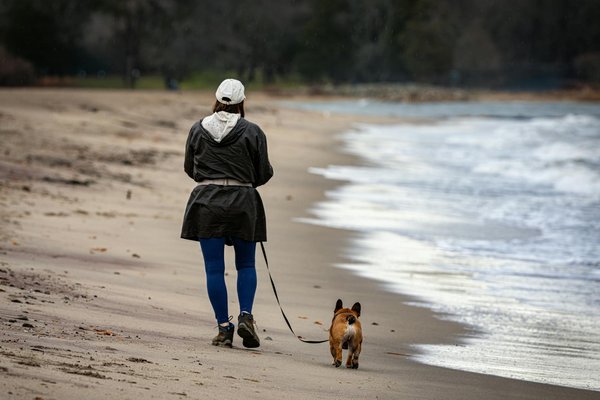 Préparer votre maison pour accueillir un chat siamois